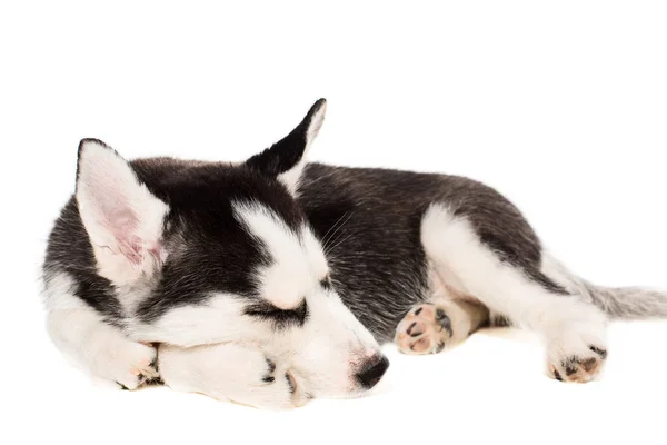 Симпатичный маленький хаски щенок изолирован на белом фоне — стоковое фото