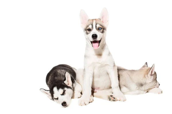 Niedliche kleine Husky Welpen isoliert auf weißem Hintergrund — Stockfoto