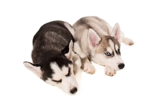 Dos cachorros crían a los Huskies aislados sobre fondo blanco — Foto de Stock