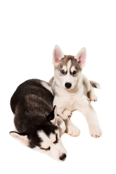 Lindo perrito husky aislado sobre fondo blanco —  Fotos de Stock