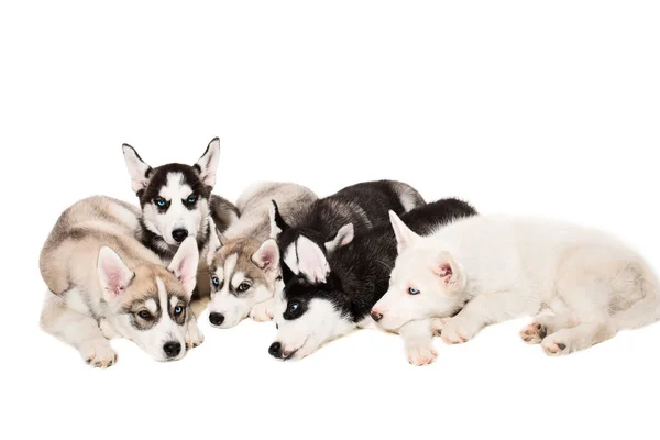 Bonito pouco husky filhote de cachorro isolado no branco fundo — Fotografia de Stock