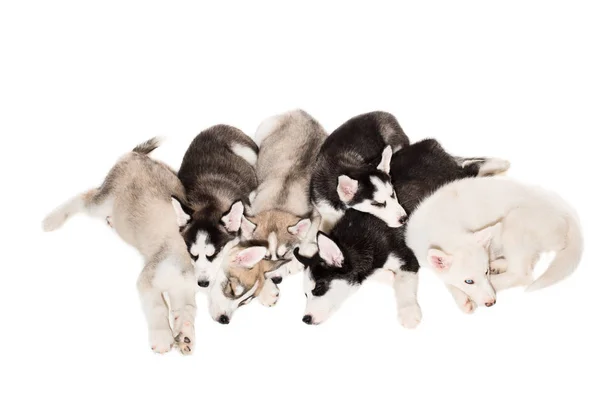Bonito pouco husky filhote de cachorro isolado no branco fundo — Fotografia de Stock