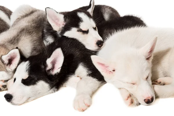 Niedliche kleine Husky Welpen isoliert auf weißem Hintergrund — Stockfoto