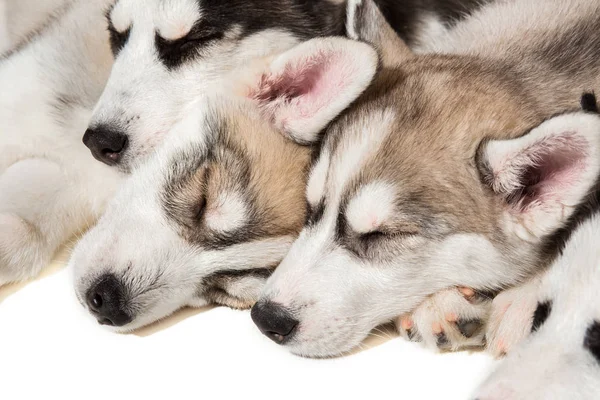 Group of happy siberian husky puppies on white — Stock Photo, Image