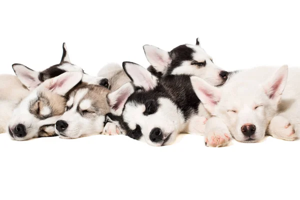 Filhotes de cachorro husky siberianos — Fotografia de Stock