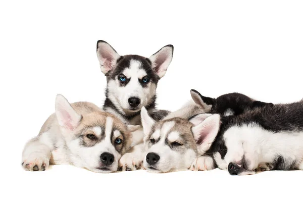 Filhotes de cachorro husky siberianos — Fotografia de Stock