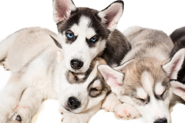 Grupo de feliz siberiano husky filhotes em branco — Fotografia de Stock