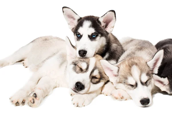 Ομάδα κουτάβια ράτσας το Huskies που απομονώνονται σε λευκό φόντο — Φωτογραφία Αρχείου