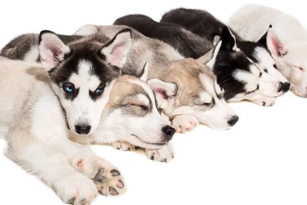 Grupo de cachorros reproduzem os Huskies isolados em fundo branco — Fotografia de Stock