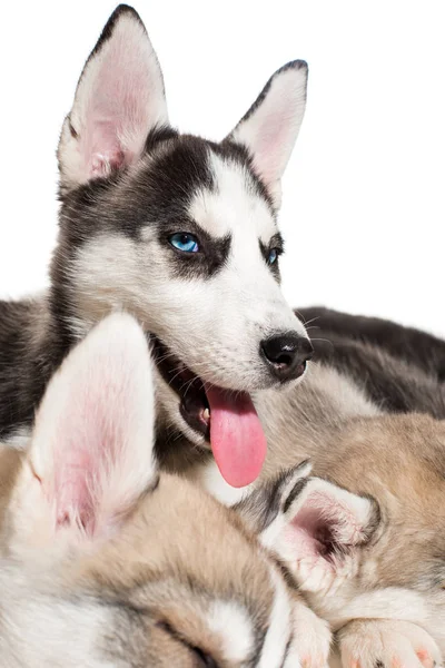 Gruppo di cuccioli husky siberiani felici su bianco — Foto Stock
