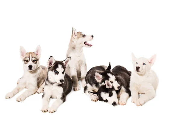 Grupo de cachorros crían los Huskies aislados sobre fondo blanco —  Fotos de Stock
