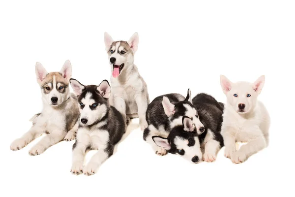 Grupo de cachorros reproduzem os Huskies isolados em fundo branco — Fotografia de Stock