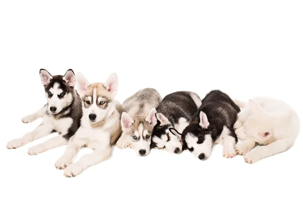 Grupo de cachorros crían los Huskies aislados sobre fondo blanco —  Fotos de Stock