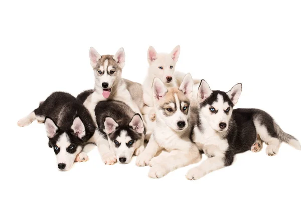 Grupo de cachorros reproduzem os Huskies isolados em fundo branco — Fotografia de Stock