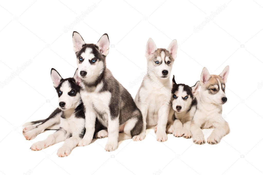 Group of puppies breed the Huskies isolated on white background