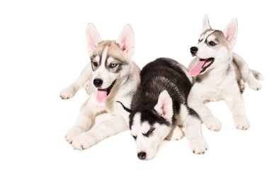Sibirya husky yavruları