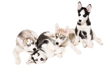 Sibirya husky yavruları