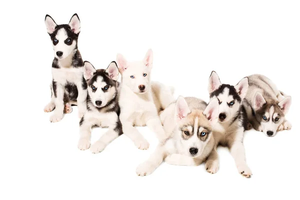 Ομάδα κουτάβια ράτσας το Huskies που απομονώνονται σε λευκό φόντο — Φωτογραφία Αρχείου