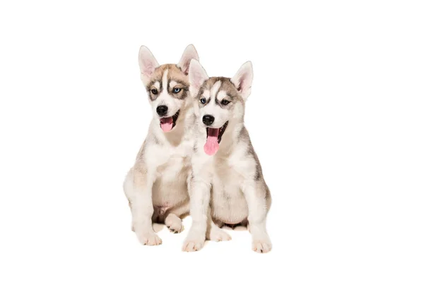 Dos cachorros crían a los Huskies aislados sobre fondo blanco —  Fotos de Stock