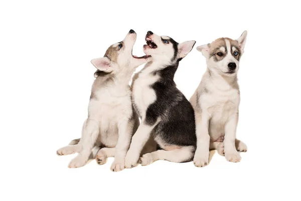 Groupe de chiots reproduisent les Huskies isolés sur fond blanc — Photo