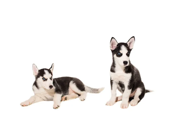 Dos cachorros crían a los Huskies aislados sobre fondo blanco —  Fotos de Stock