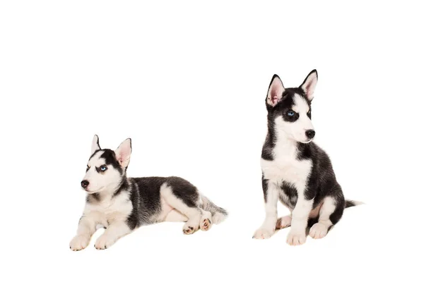 Két kiskutya fajta a Huskies elszigetelt fehér background — Stock Fotó