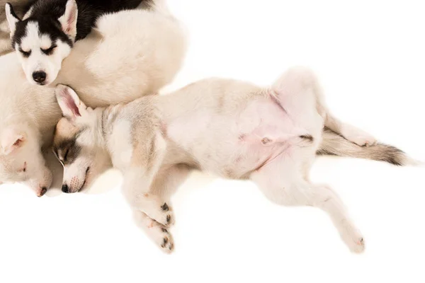 Grupo de cachorros reproduzem os Huskies isolados em fundo branco — Fotografia de Stock