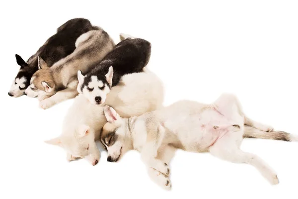 Grupo de cachorros crían los Huskies aislados sobre fondo blanco —  Fotos de Stock
