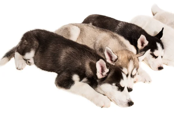 Grupo de cachorros reproduzem os Huskies isolados em fundo branco — Fotografia de Stock