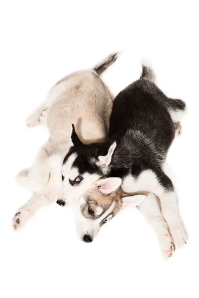 Siberian Husky puppies — Stock Photo, Image