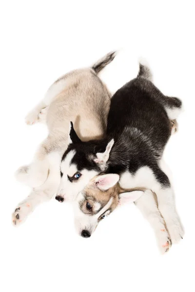 Filhotes de cachorro husky siberianos — Fotografia de Stock