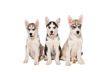 Sibirya husky yavruları