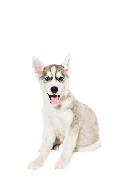 Schattige kleine husky pup geïsoleerd op witte achtergrond — Stockfoto