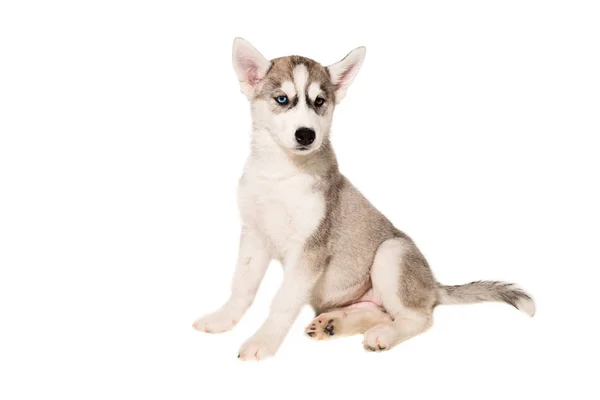 Lindo perrito husky aislado sobre fondo blanco —  Fotos de Stock