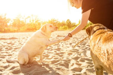 İki labrador arkadaş sahilde oynarken. Güneş parlaması