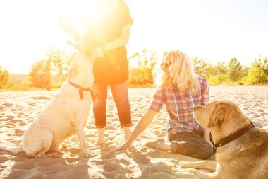 İki labrador arkadaş sahilde oynarken. Güneş parlaması