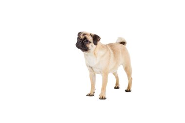 pug dog beyaz arkaplanda izole