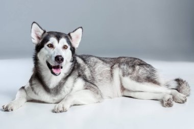 Alaskan Malamute yalan ve kameraya dilini gri arka plan üzerine yapışmasını arıyorsunuz