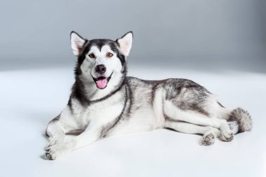 Alaskan Malamute yalan ve kameraya dilini gri arka plan üzerine yapışmasını arıyorsunuz