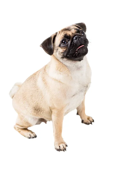 Pug hond geïsoleerd op witte achtergrond — Stockfoto