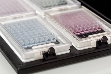 araştırma için mavi bipoules