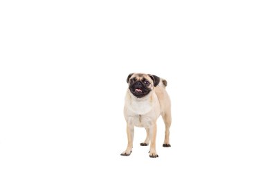 pug dog beyaz arkaplanda izole