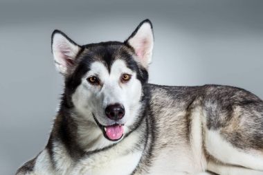 Alaskan Malamute yalan ve kameraya dilini gri arka plan üzerine yapışmasını arıyorsunuz