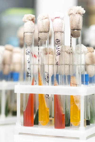 Tubos de ensayo de vidrio de laboratorio llenos de líquido naranja para un experimento en un laboratorio de investigación científica —  Fotos de Stock