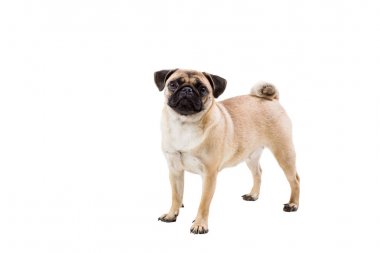 pug dog beyaz arkaplanda izole