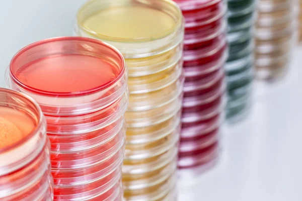 Laboratuvar masaya Petry yemekleri