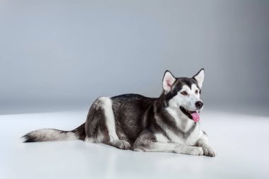 Alaskan Malamute yerde, dilini gri arka plan üzerine yapışmasını