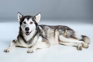 Alaskan Malamute yalan ve kameraya dilini gri arka plan üzerine yapışmasını arıyorsunuz
