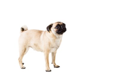 pug dog beyaz arkaplanda izole
