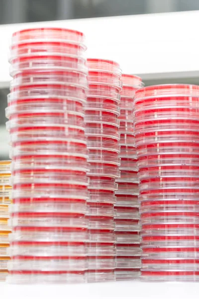 Laboratuvar masaya Petry yemekleri